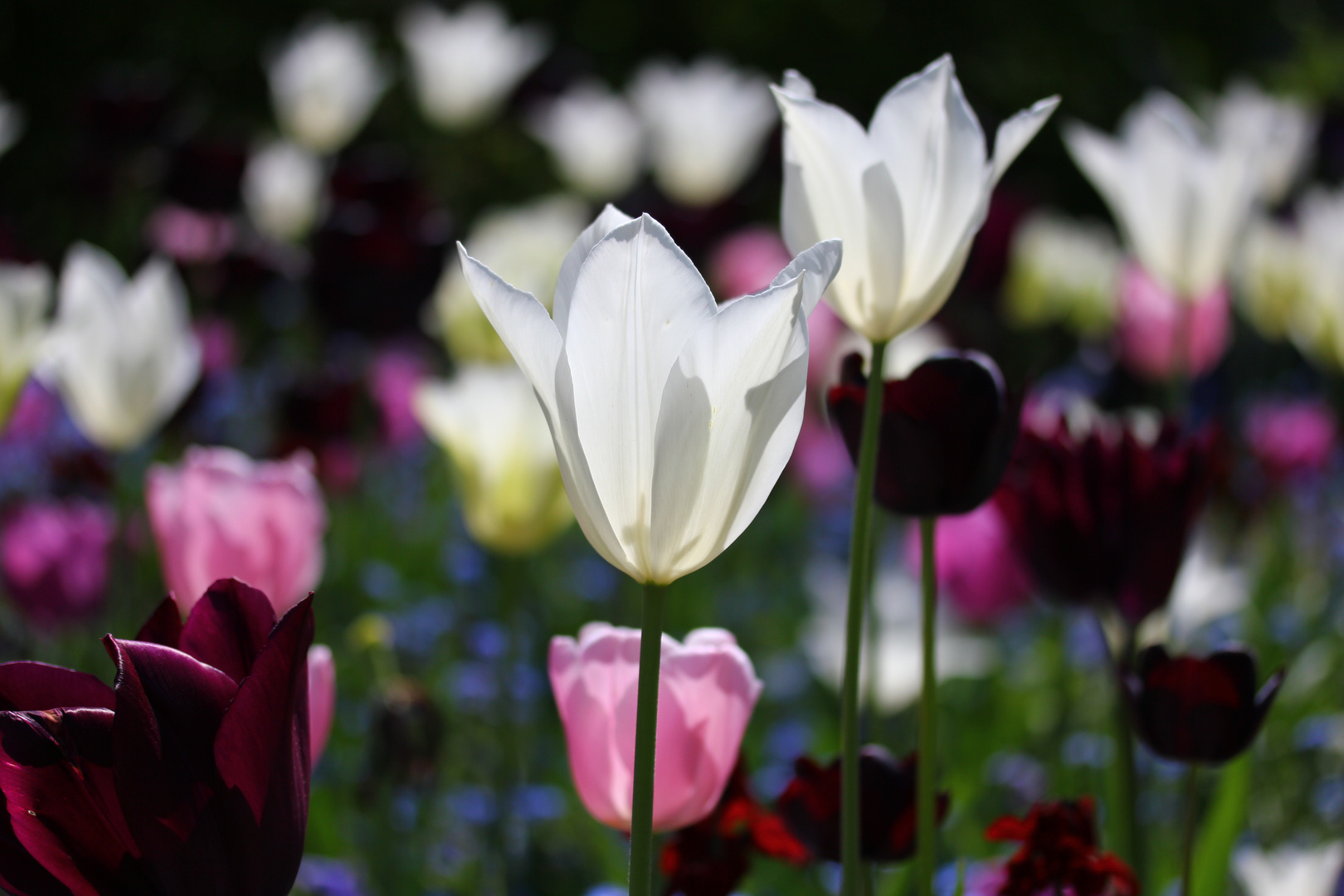 Auch Tulpen geniessen die Sonnenstrahlen