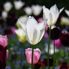 Auch Tulpen geniessen die Sonnenstrahlen