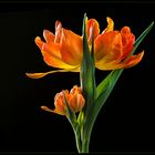Auch Tulpen sind wundervolle Botschafter des Frühlings  - ( Stacking Bild ) 