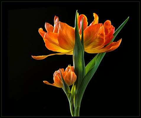 Auch Tulpen sind wundervolle Botschafter des Frühlings  - ( Stacking Bild ) 