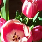 auch Tulpen sonnen sich:-)