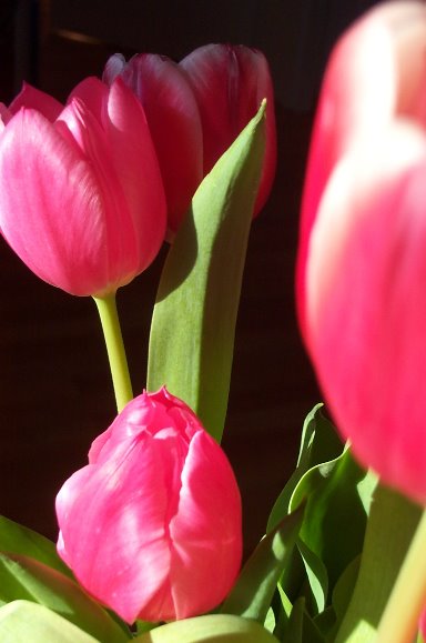 auch Tulpen sonnen sich_1:-)