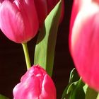 auch Tulpen sonnen sich_1:-)