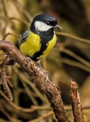 "Auch über die Kohlmeise freute ich mich" (ISO 3200)