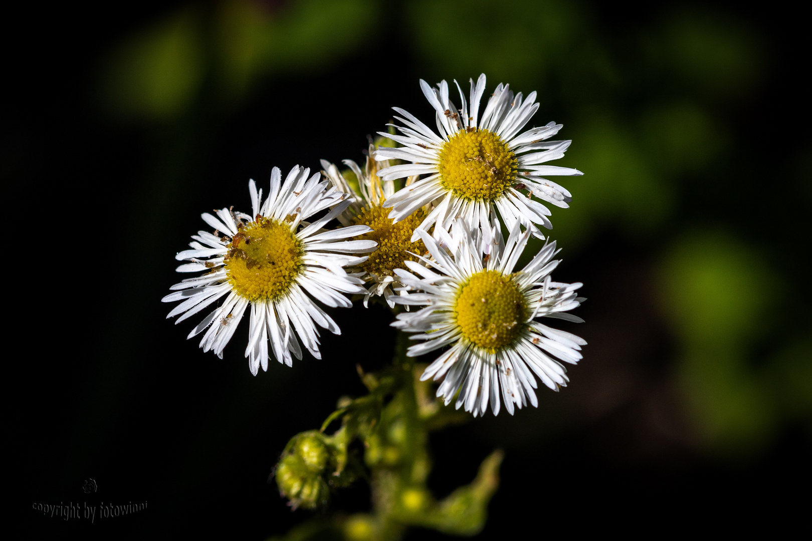 auch "Unkraut" hat schöne Blüten