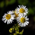 auch "Unkraut" hat schöne Blüten