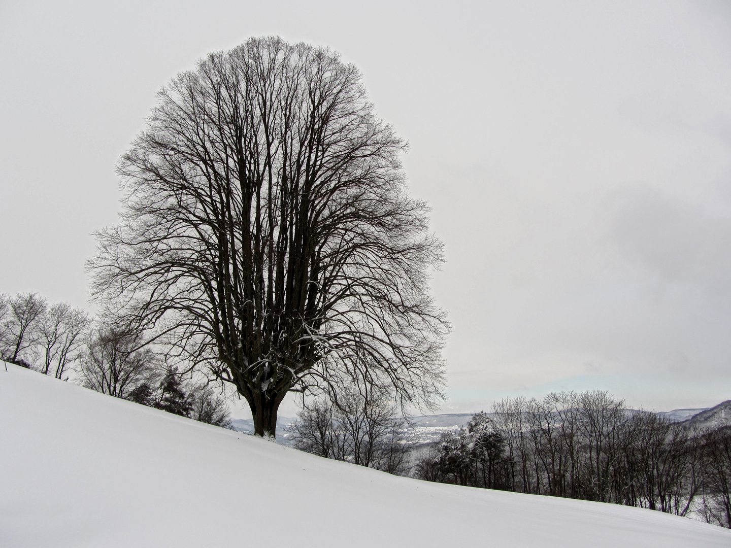 ...auch unser Baum