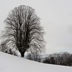 ...auch unser Baum