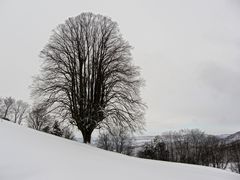 ...auch unser Baum