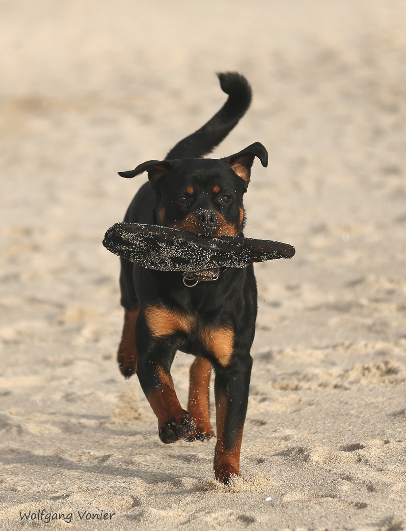 Auch unser "Kleiner" hat seinen Spass auf Sylt