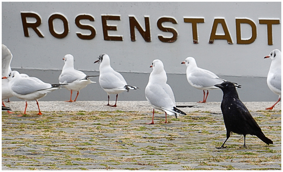 auch unter den Vögeln