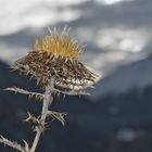 Auch verblüht kann schön sein! - Même un chardon fané a son charme!