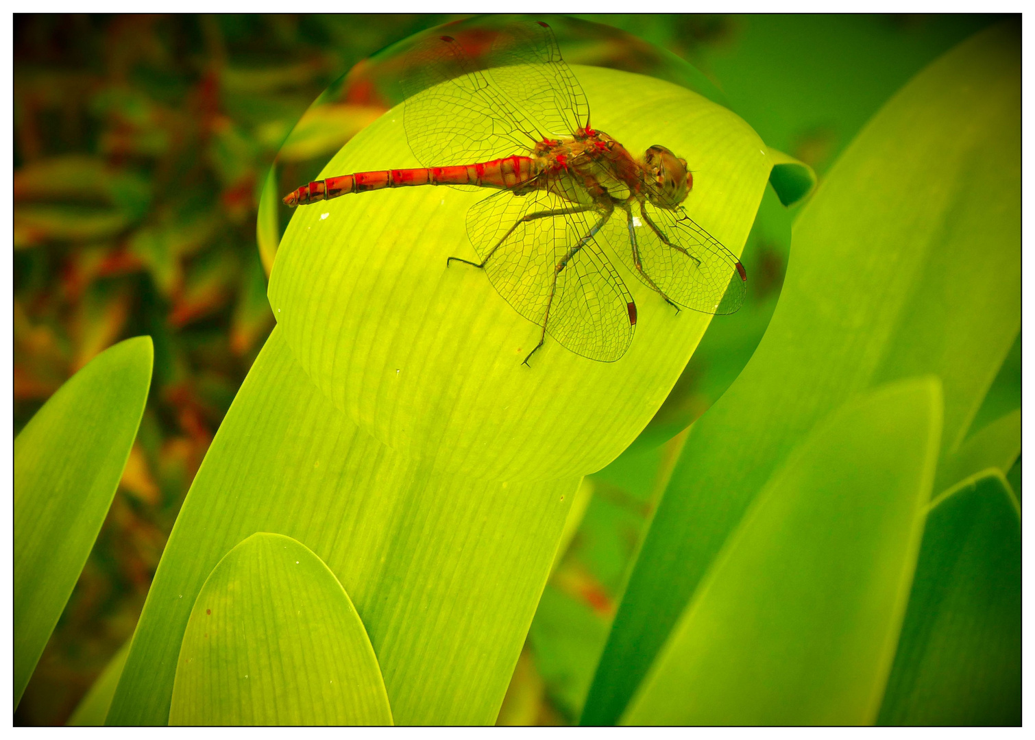 Auch viele Insekten