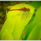 Auch viele Insekten