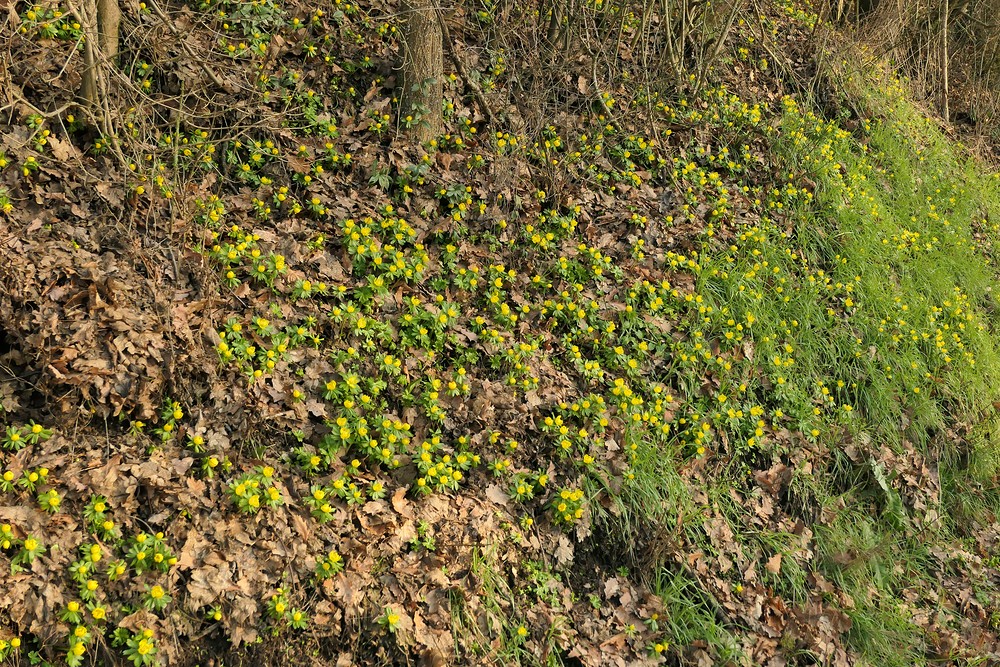 Auch viele Winterlinge machen noch kein Frühjahr 01