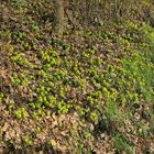 Auch viele Winterlinge machen noch kein Frühjahr 01