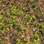 Auch viele Winterlinge machen noch kein Frühjahr 03