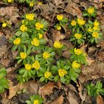 Auch viele Winterlinge machen noch kein Frühjahr 04