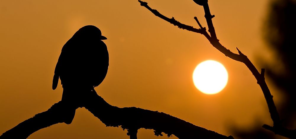 Auch Vögel haben ihre besinnliche Momente ;-)