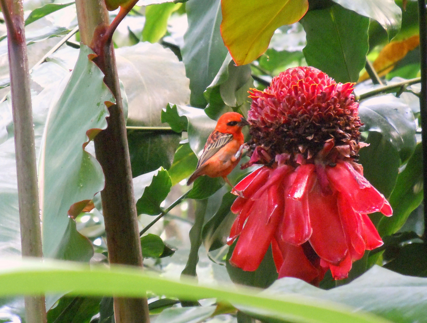 Auch Vögel mögen Blumen