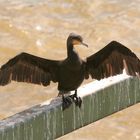 Auch Vögel mögen Sonnenbaden