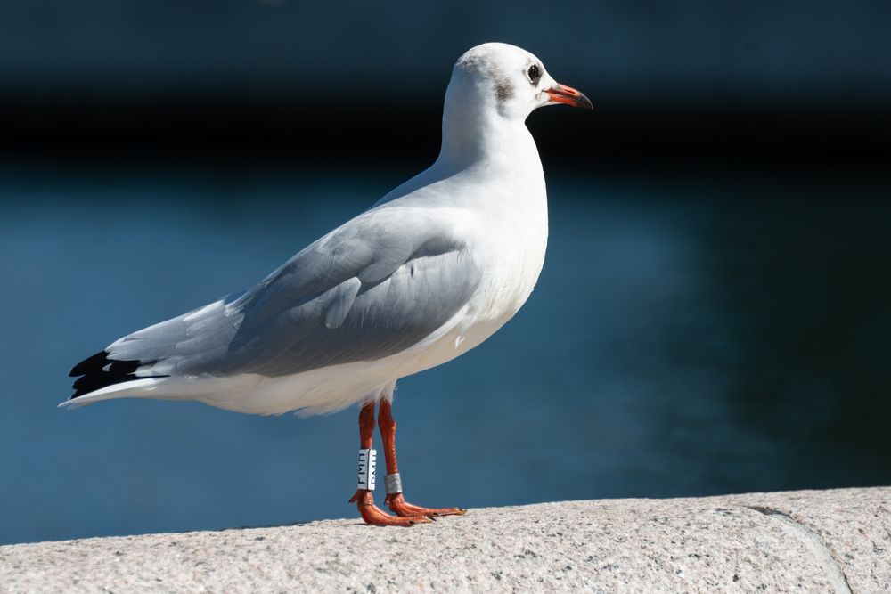 auch Vögel tragen Ringe