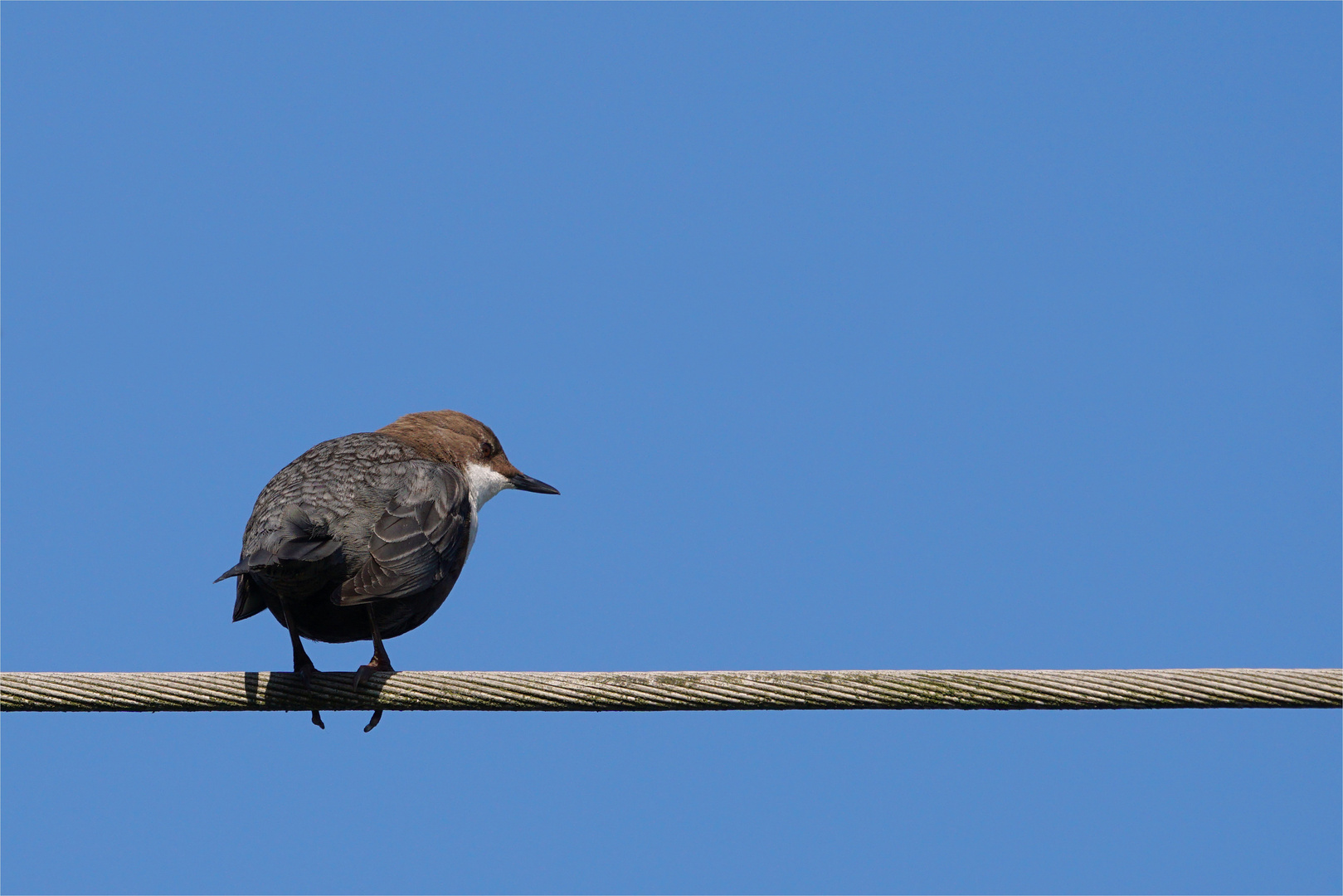 Auch von hinten .... eine Wasseramsel!