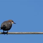 Auch von hinten .... eine Wasseramsel!