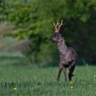 Auch von mir einen  "Maibock"   . . .