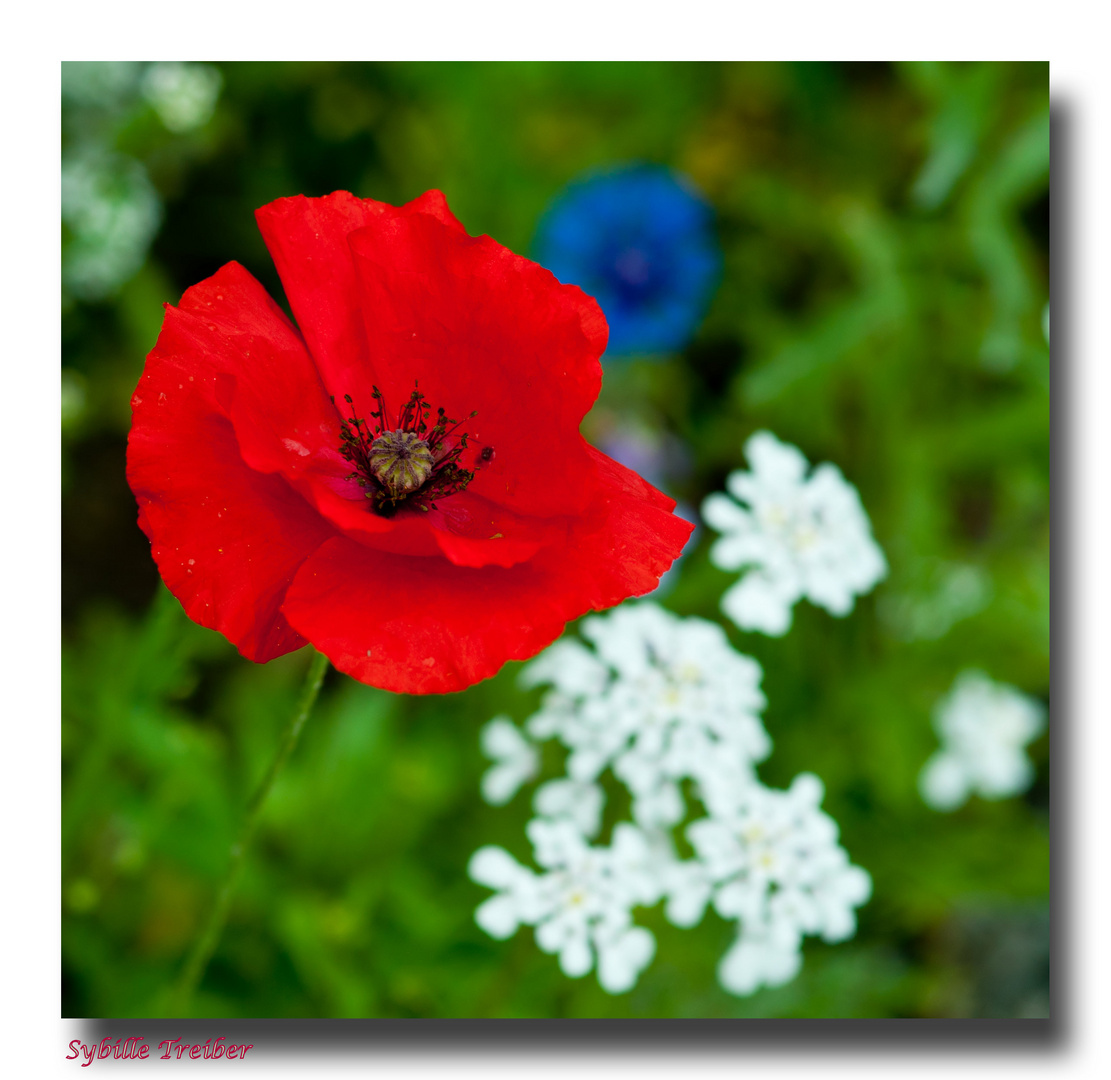 Auch von mir mal Mohn :-)))