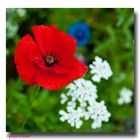 Auch von mir mal Mohn :-)))