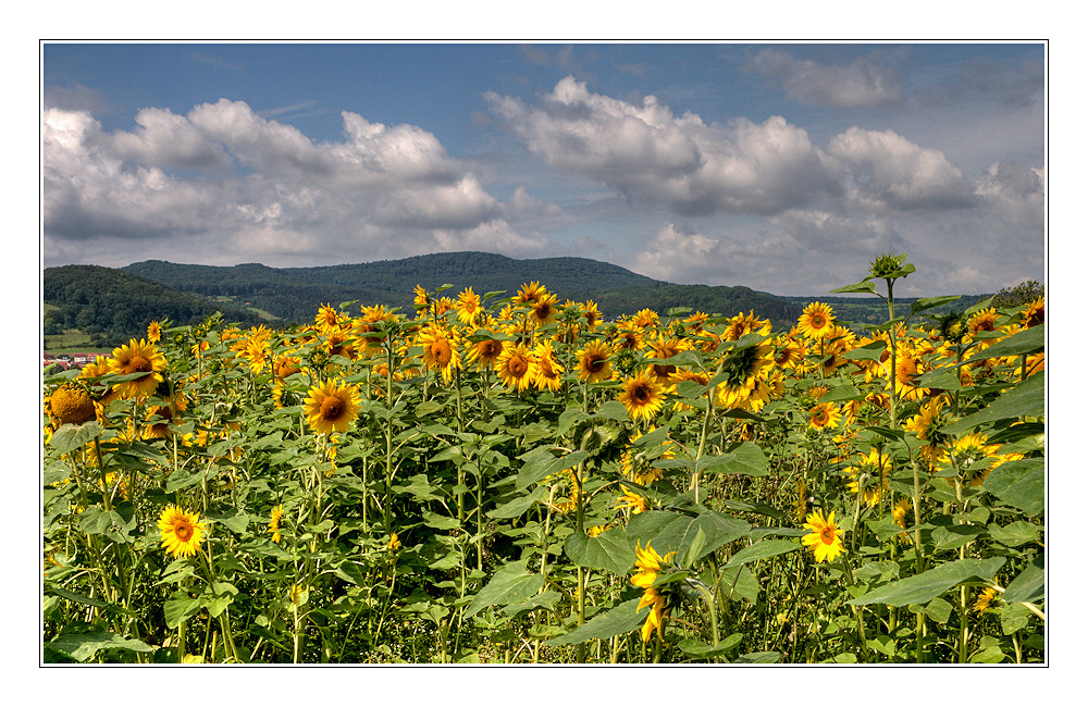 auch von mir: SONNENBLUME (2)