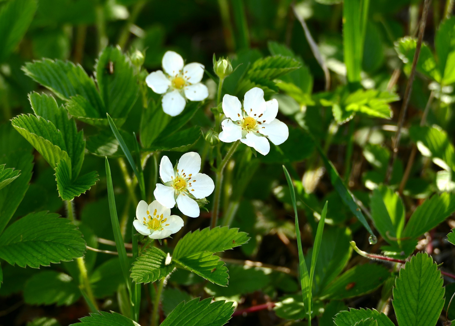 Auch Walderdbeeren wird es wieder geben.