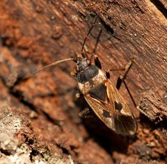 Auch Wanzen erwachen jetzt - Rhyparochromus vulgaris