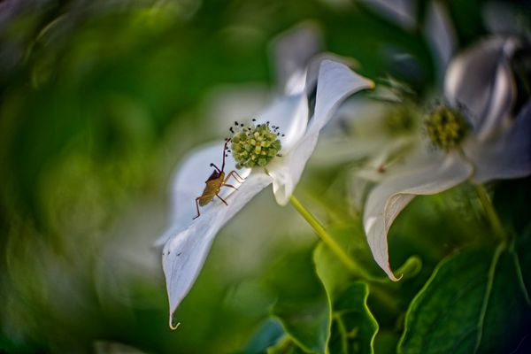 Auch Wanzen sind willkommen!
