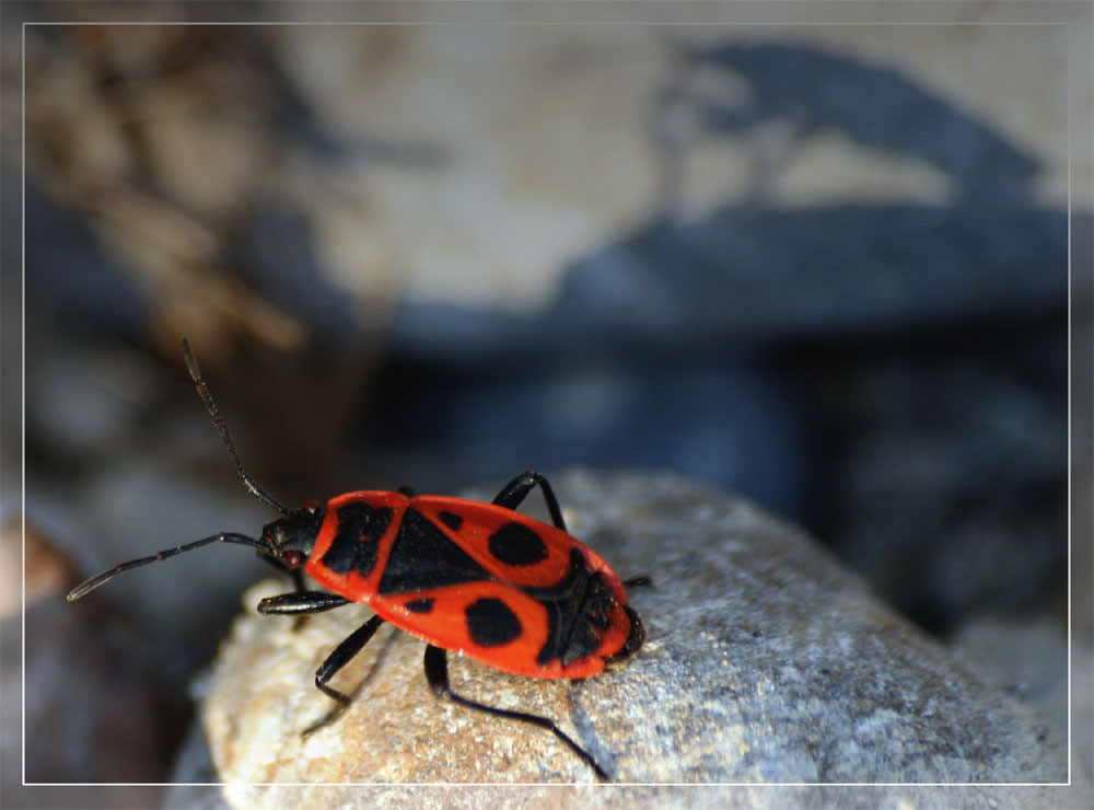 Auch Wanzen werfen Schatten