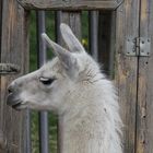 auch was auf einer Allgäuer Wiese