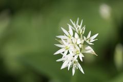 Auch was nach Knoblauch riecht, kann schöne Blüten produzieren