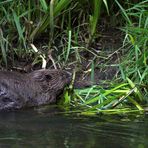 Auch Wasserpflanzen ......