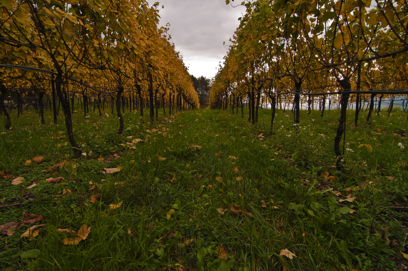 *** auch Wein wird mal gelb ***