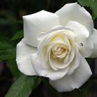 auch weiße Rosen sind sehr edel