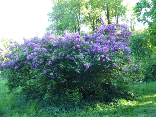 Auch wenn der Flieder wunderschön ist...