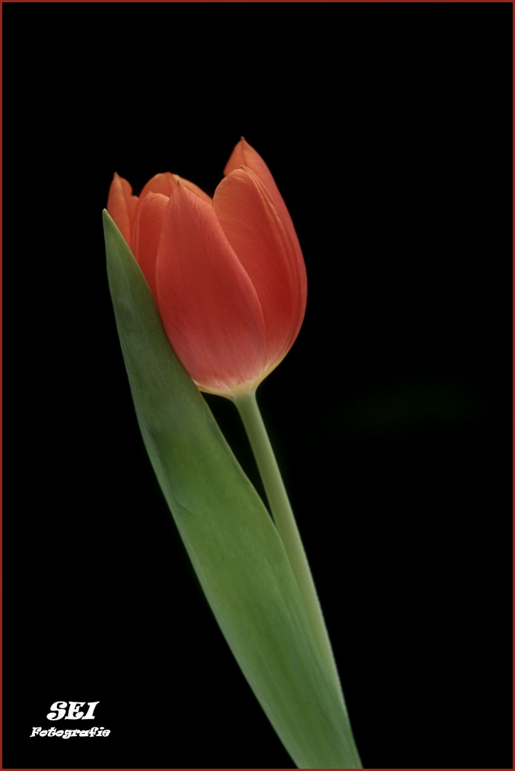 Auch wenn die Zeit der Tulpen vorbei ist, eine geht noch:-)