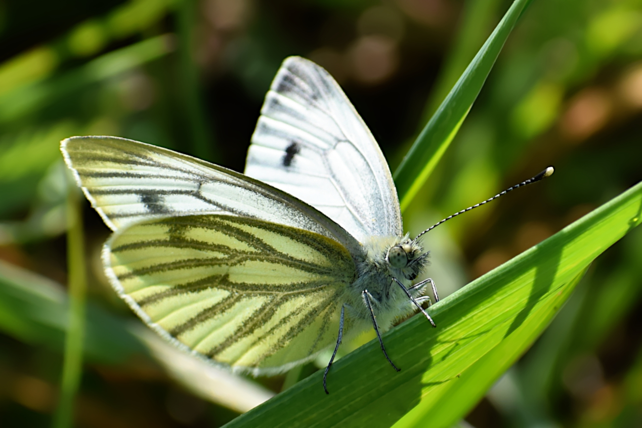 Auch wenn ein Schmetterling...