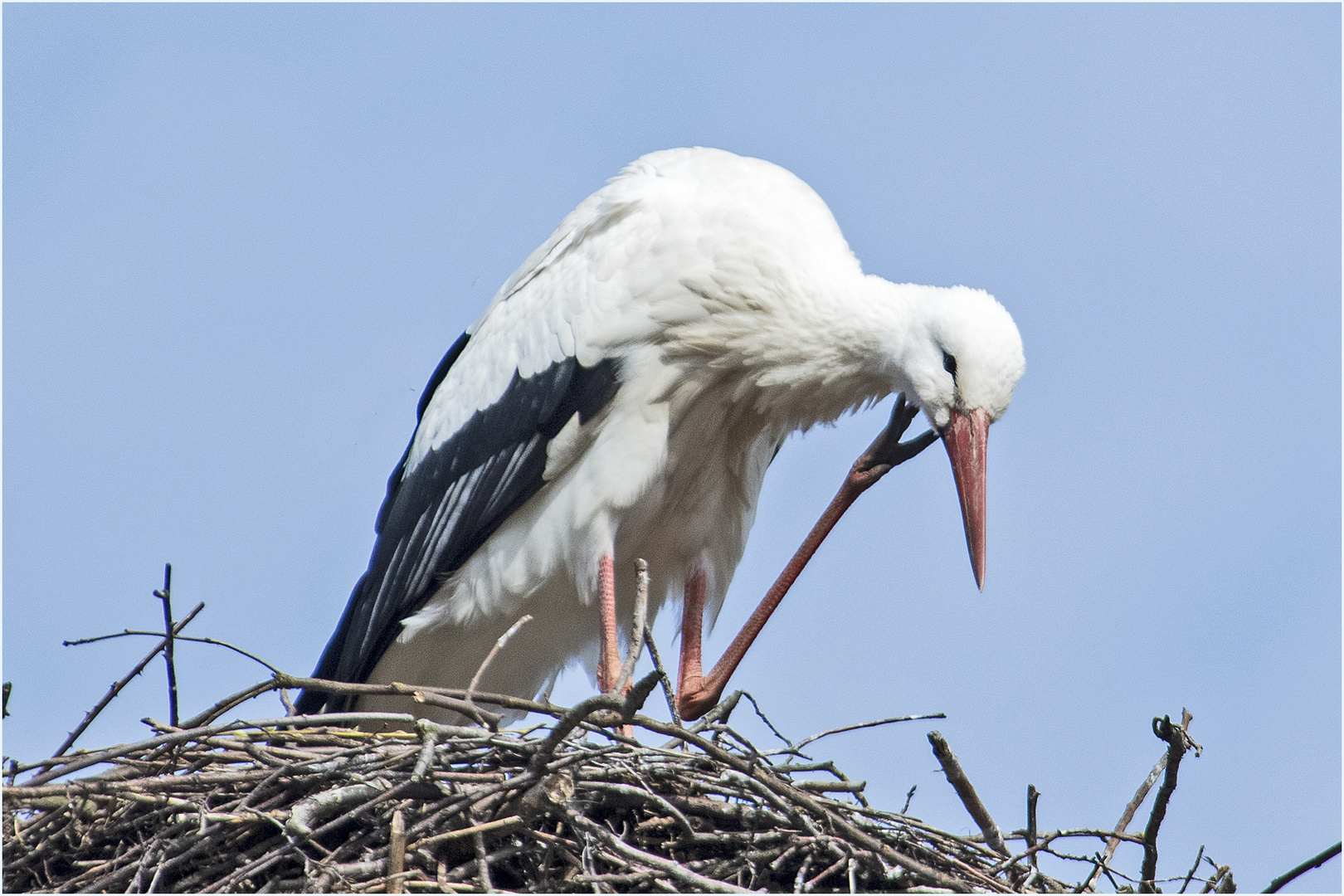 Auch wenn es beim Storch juckt, . . .