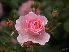 ...auch wenn ihr keine Rosen mögt...