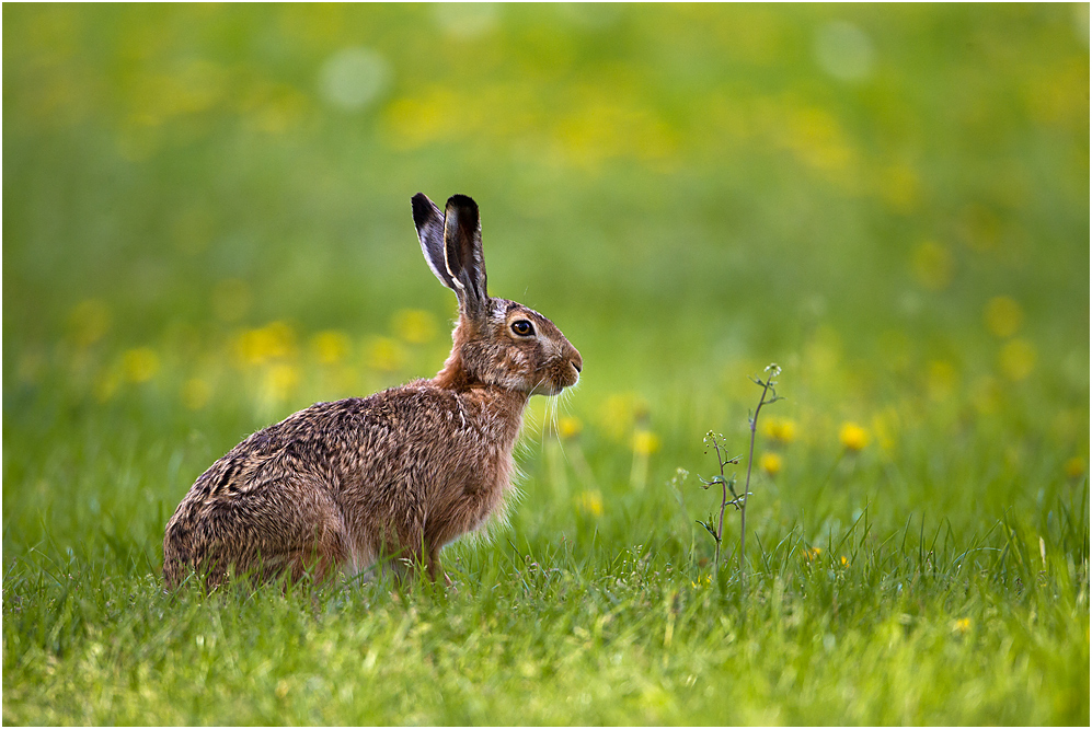 Auch wenn Ostern vorbei ist..