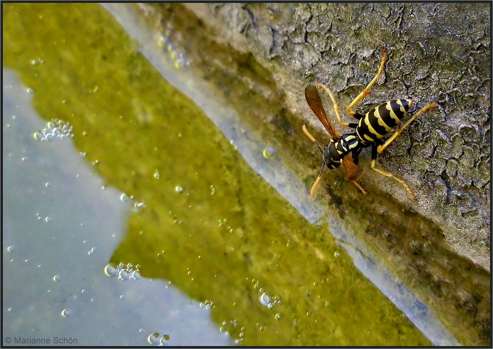 Auch Wespen brauchen Wasser...