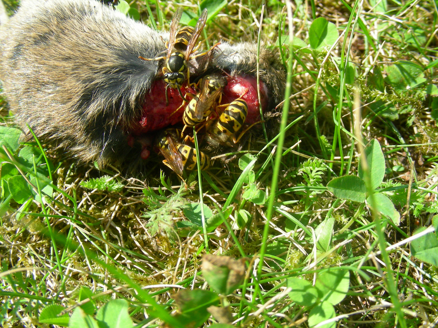 Auch Wespen haben hunger