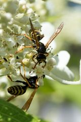 Auch Wespen mögen Nektar